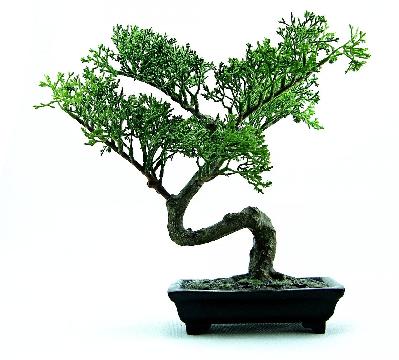 Creatieve miniatuurtuin met succulenten en kiezels.