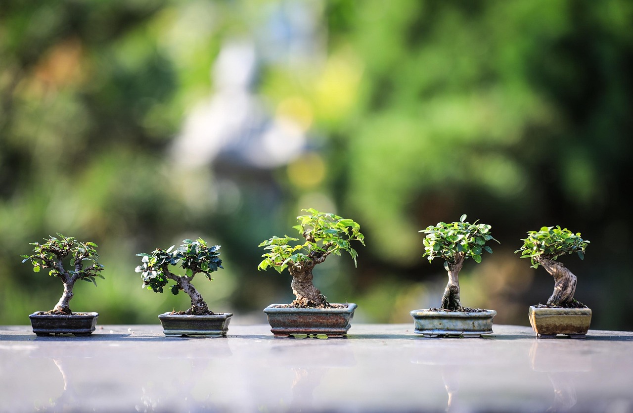 Miniatuurtuinen voor balkon en terras: een creatief project