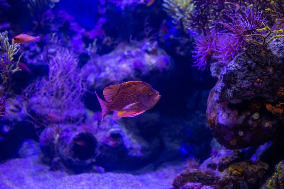 Heldere vissen in aquarium met slimme verlichting. Heldere vissen in aquarium met slimme verlichting.