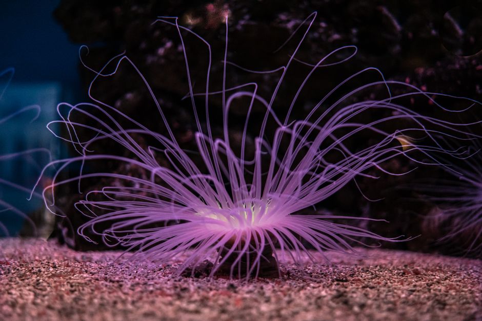 Natuurlijke bioluminescentie verlicht zomerse outdoor ruimte.