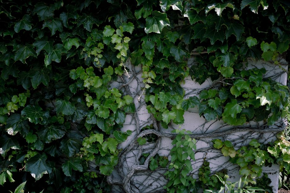 Groene muren: verticaal tuinieren voor binnen en buiten