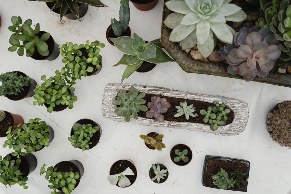 Trendvetplantjes: onderhoudsarme herfstschoonheid voor binnen en buiten