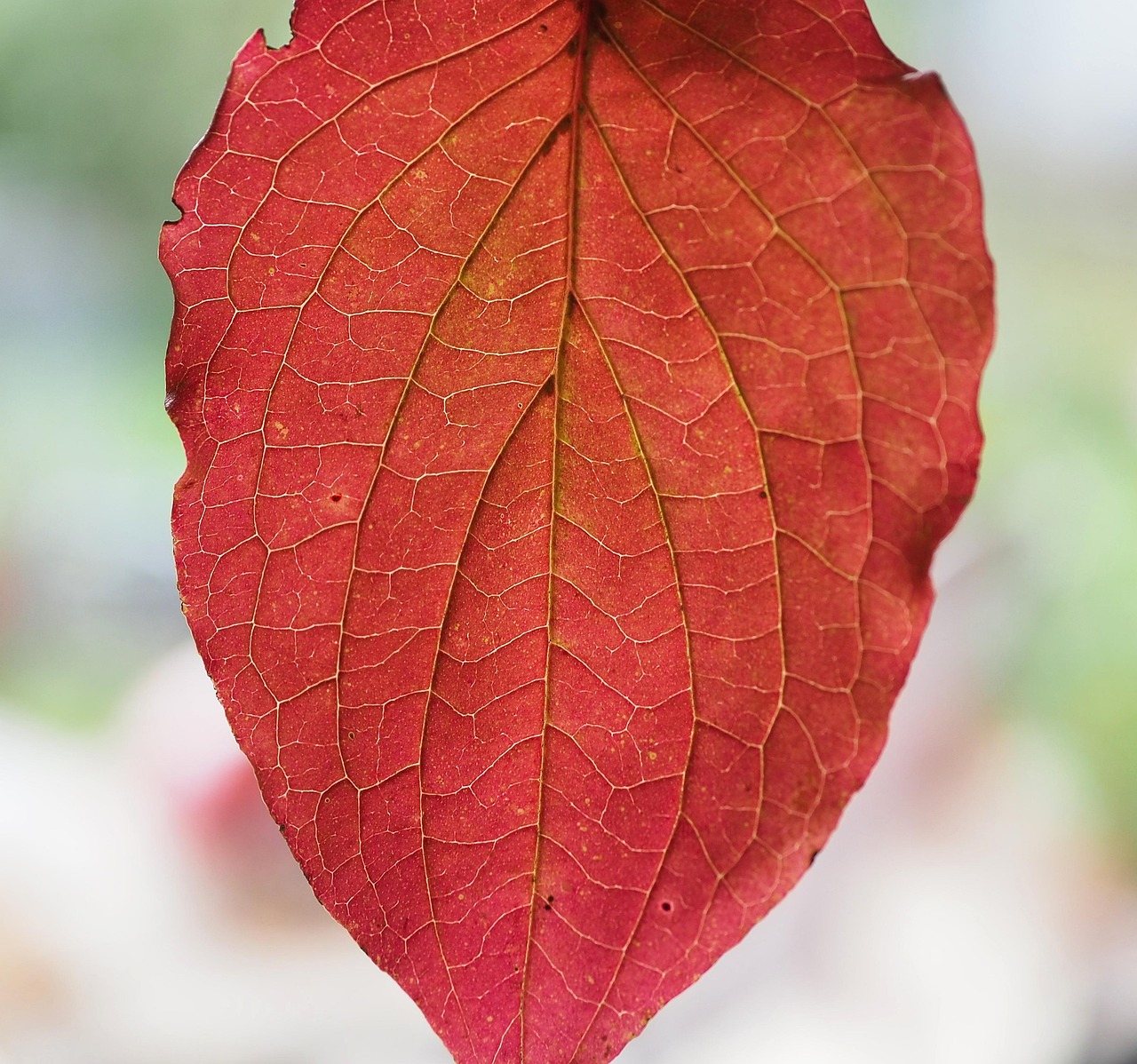 Sfeervol herfst interieur met opvallende muurschildering. Sfeervol herfst interieur met opvallende muurschildering.
