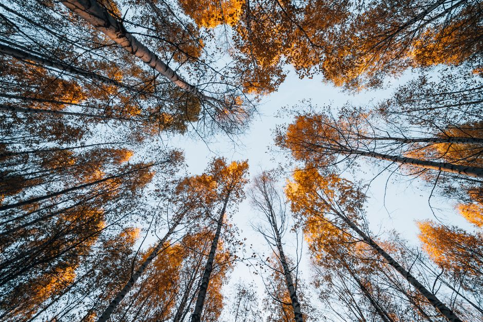 Durf te dromen met grote herfst statement muren