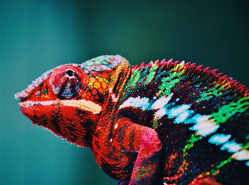 Schilderij kameleon voegt karakter aan zithoek toe Schilderij kameleon voegt karakter aan zithoek toe